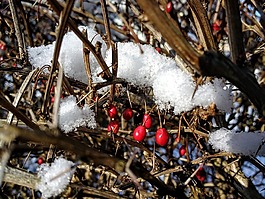 雪,浆果,浆果红