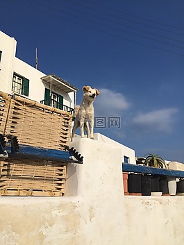 狗,動(dòng)物,寵物