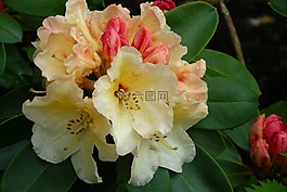 rhododenron,鮮花,開花