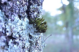 泡沫,行李箱,森林