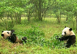 熊貓,兩只大熊貓,中國(guó)