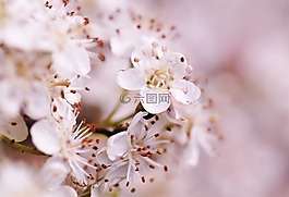 鮮花,開花,粉紅色
