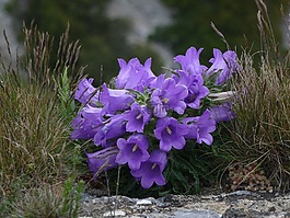 鮮花,紫,山