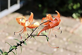 花,花園,開花