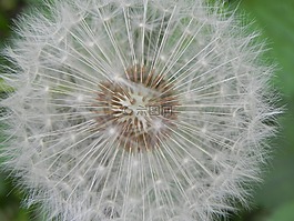 鮮花,蒲公英,種子