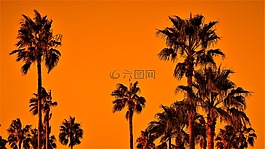 棕櫚樹,日落,天空