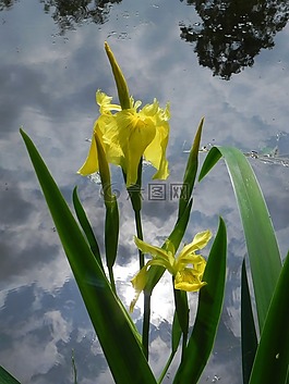 花,虹膜,花園