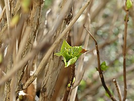 豆芽,春天,發(fā)動(dòng)機(jī)