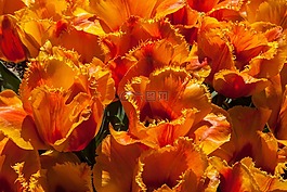 花,自然,植物區(qū)系