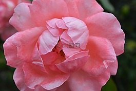 花,羅莎,性質(zhì)
