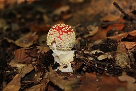 秋季,蘑菇,飛木耳