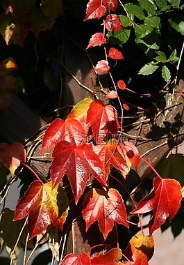 藤,紅色,黃色