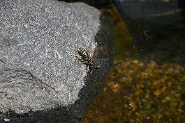 黃蜂,水,石