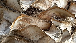樹(shù)皮,樹(shù),性質(zhì)