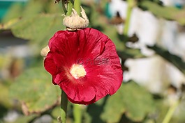 股价上涨,花,关闭