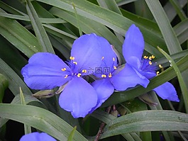 spiderwort,花,自然