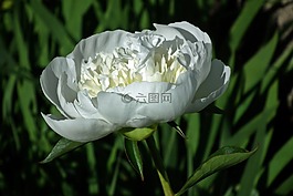 性質(zhì),花,牡丹