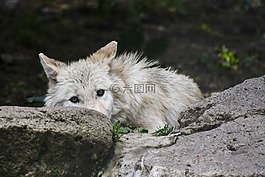狼,捕食者,巖