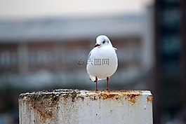 海鷗,端口,鳥