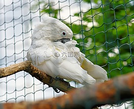鳥,鸚鵡,白