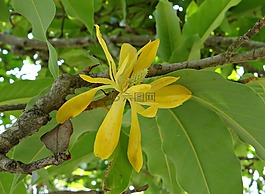 占城,金色花,白玉蘭黃蘭