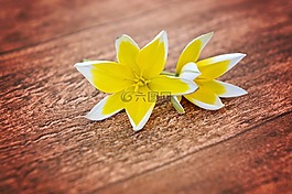 鮮花,明星郁金香,小星的郁金香