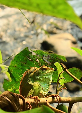 蜥蜴,動物,自然