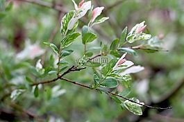 樹,花園,植物