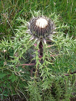 银蓟,蓟,carlina acaulis