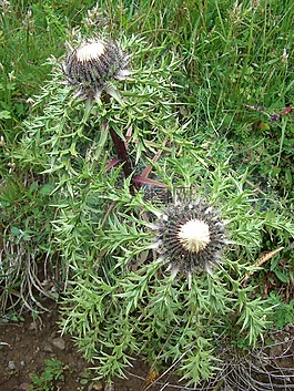 银蓟,蓟,carlina acaulis
