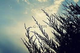 松,樹,枝杈