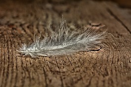 春天,略,招標(biāo)