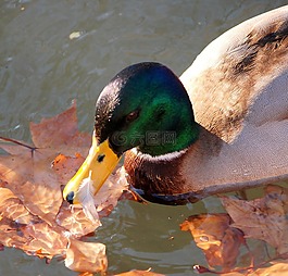 鴨,水,動物