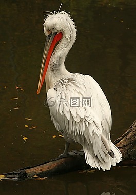 鵜,動(dòng)物園,動(dòng)物