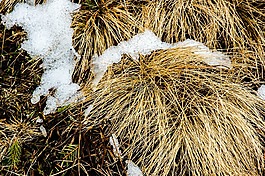 雪,f,草