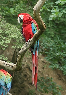 動物園,鳥,鸚鵡