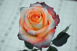 玫瑰,花,性質(zhì)