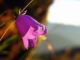 阿爾卑斯山,花,山