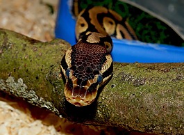 蛇,python,莫哈韋沙漠