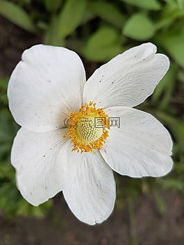 鮮花,春,白