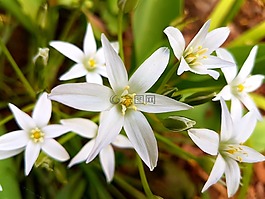 鮮花,春,白