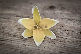 明星郁金香,花,開花