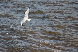 海鷗,鳥類,動物