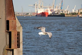 海鷗,鳥類,動物