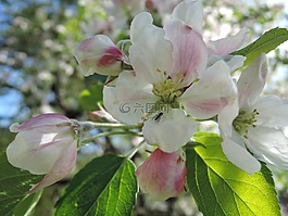 花,蘋果樹(shù),蘋果