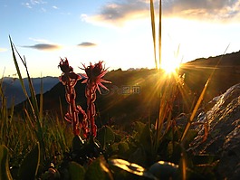 阿爾卑斯山,花,山