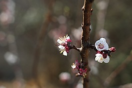 自然,開花,春