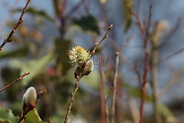 自然,開花,春