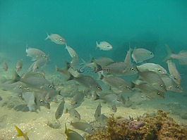 魚,捕魚,海洋