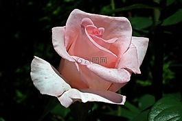 花,玫瑰,粉紅色